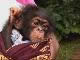 Питомник шимпанзе Такугама